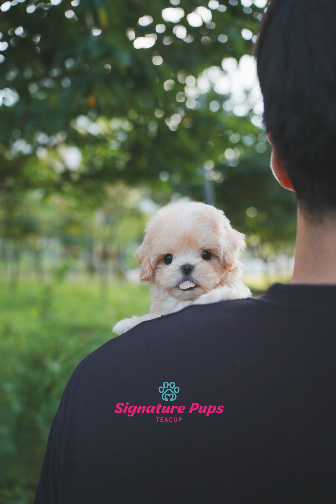 Maltipoo - Maple