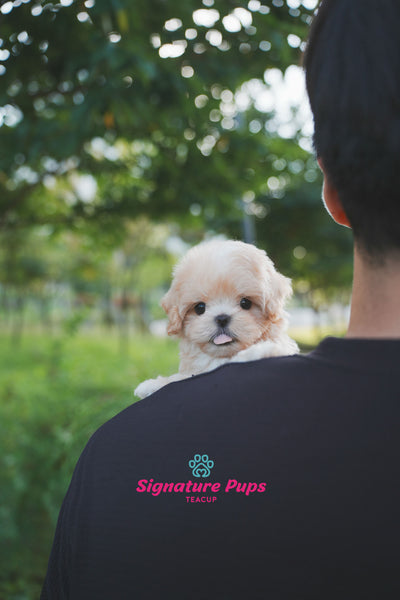 Maltipoo - Maple