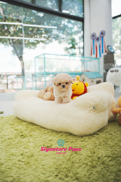 Maltipoo - Sena (Reserved to Chicago)