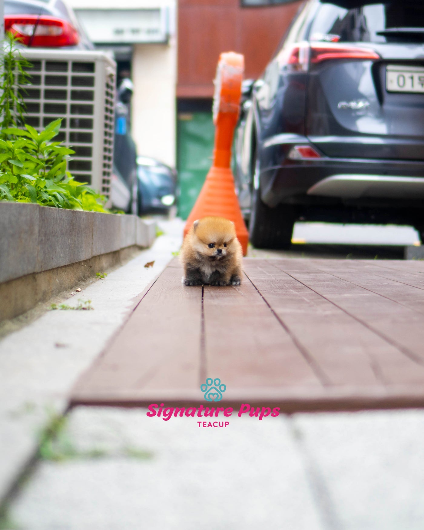 Orange Pomeranian- Poka (Reserved to Washington DC)