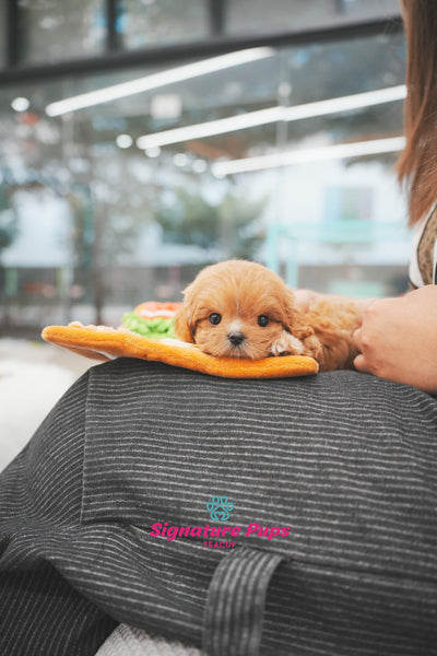 Mini Cavapoo - Diesel