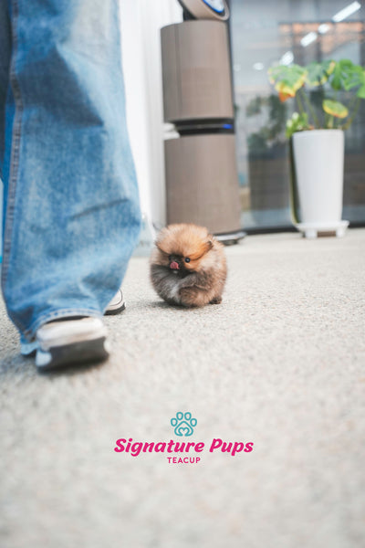 Pomeranian - Lucas (Found Family in Chicago)