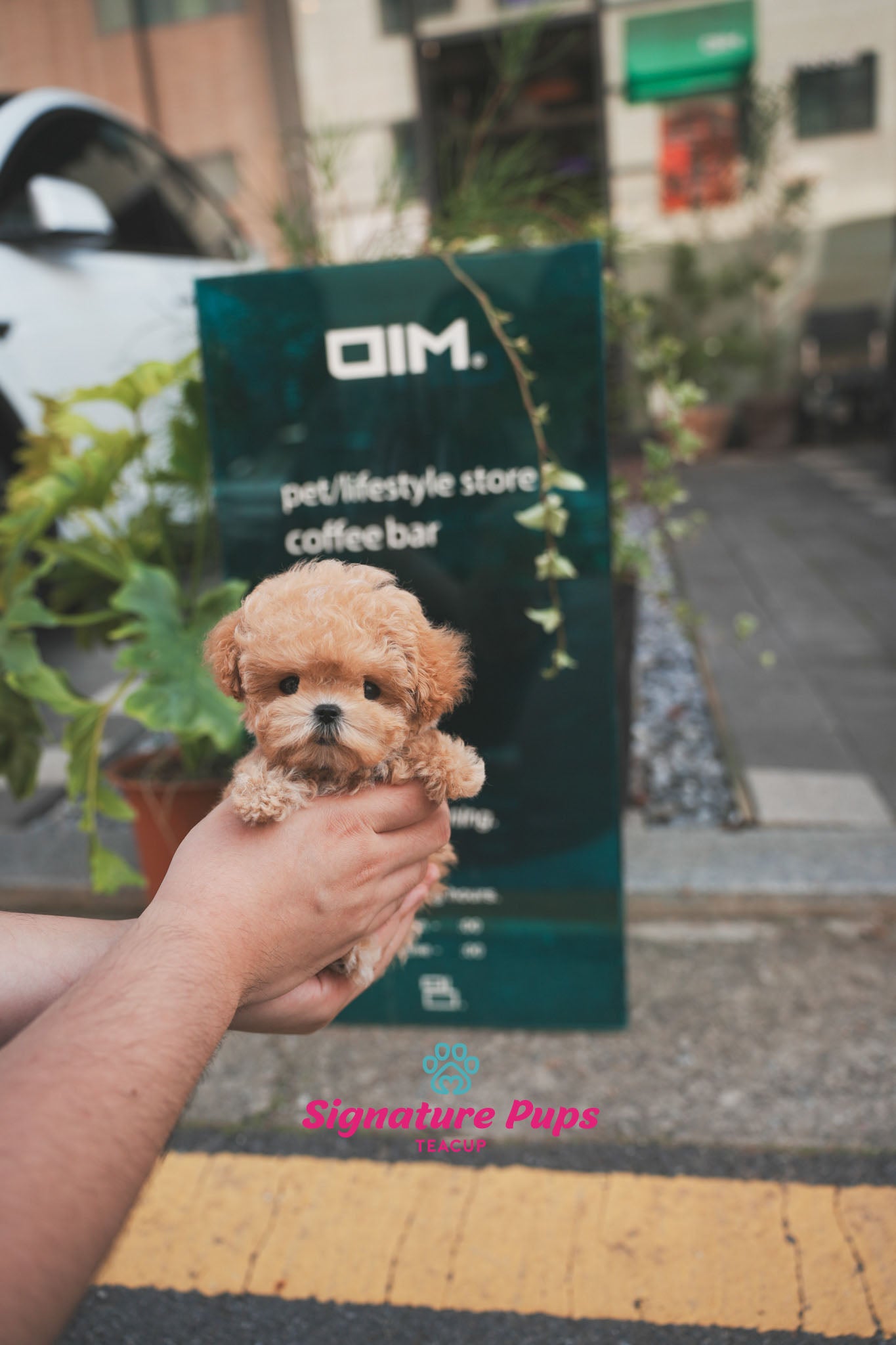 Maltipoo - Benji