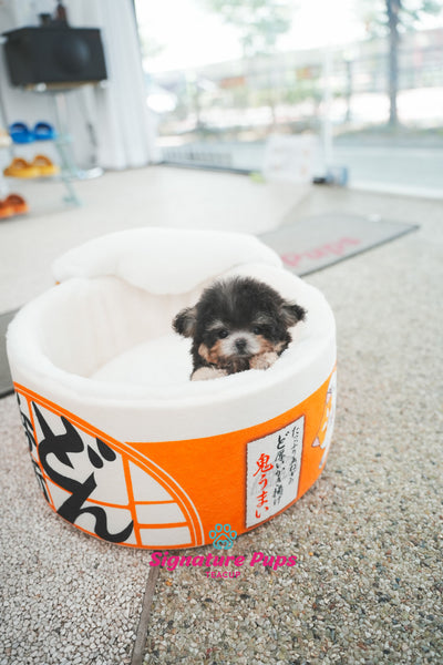 Silver tan Poodle - Coco