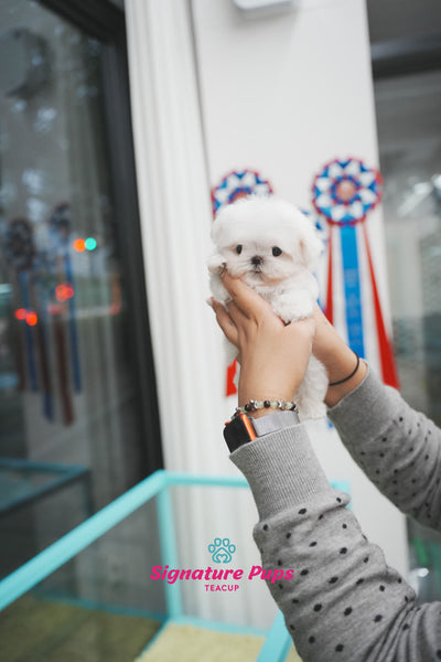 FCI Pedigree Maltese - Teo