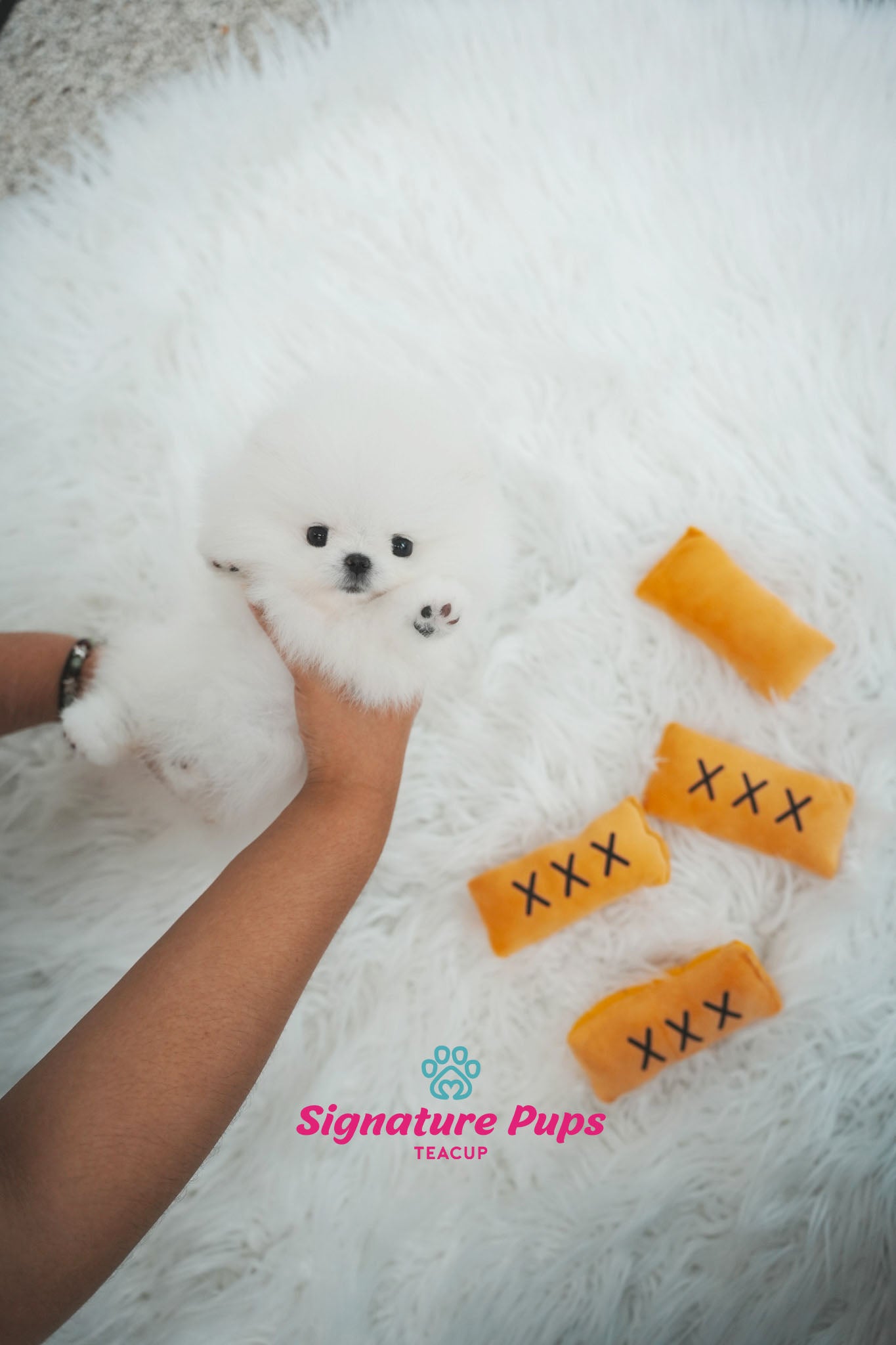 FCI Pedigree Pomeranian - Miso