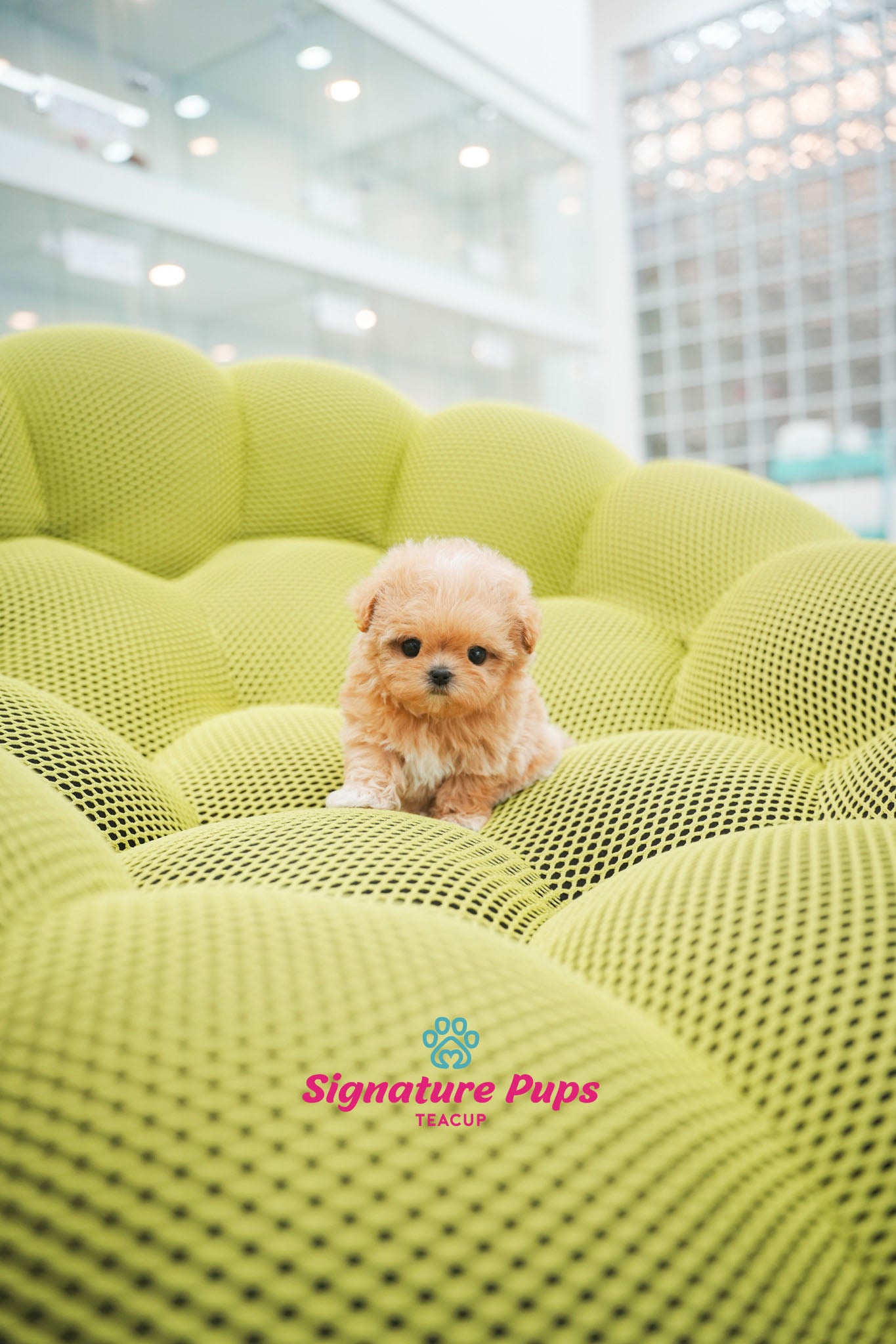 Maltipoo - Cherry