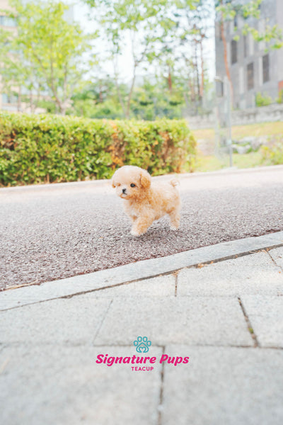 Maltipoo - Momo (Reserved to San Francisco)