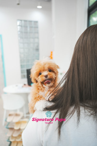 6 months old Female Maltipoo - Rose