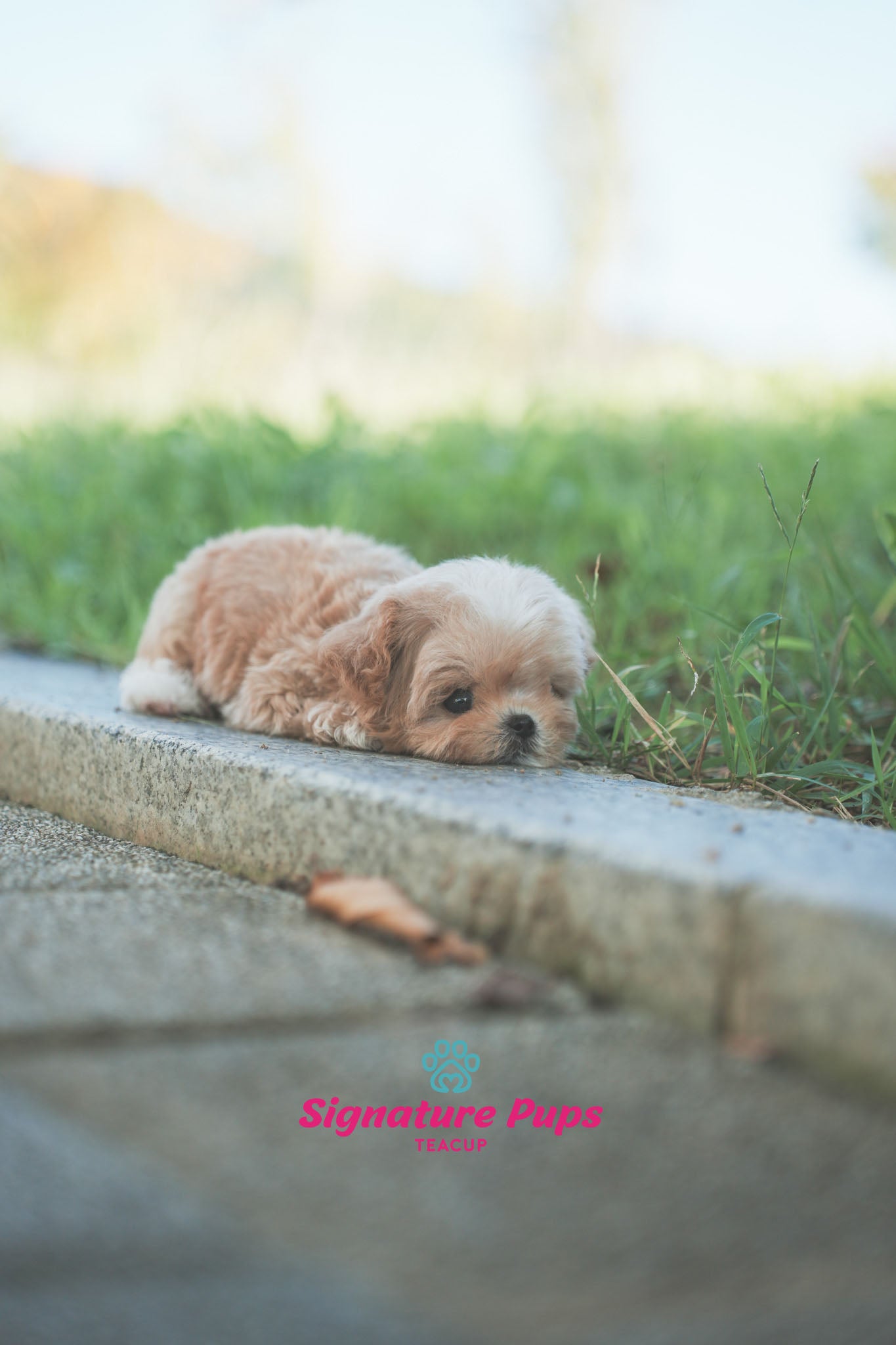 Maltipoo - Jin