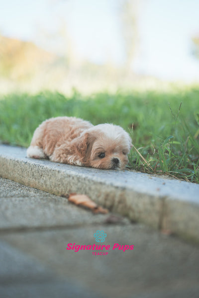 Maltipoo - Jin