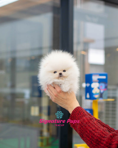 White Pomeranian - Ruby