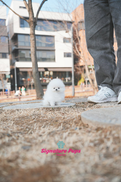 Micro size Pomeranian - Kai