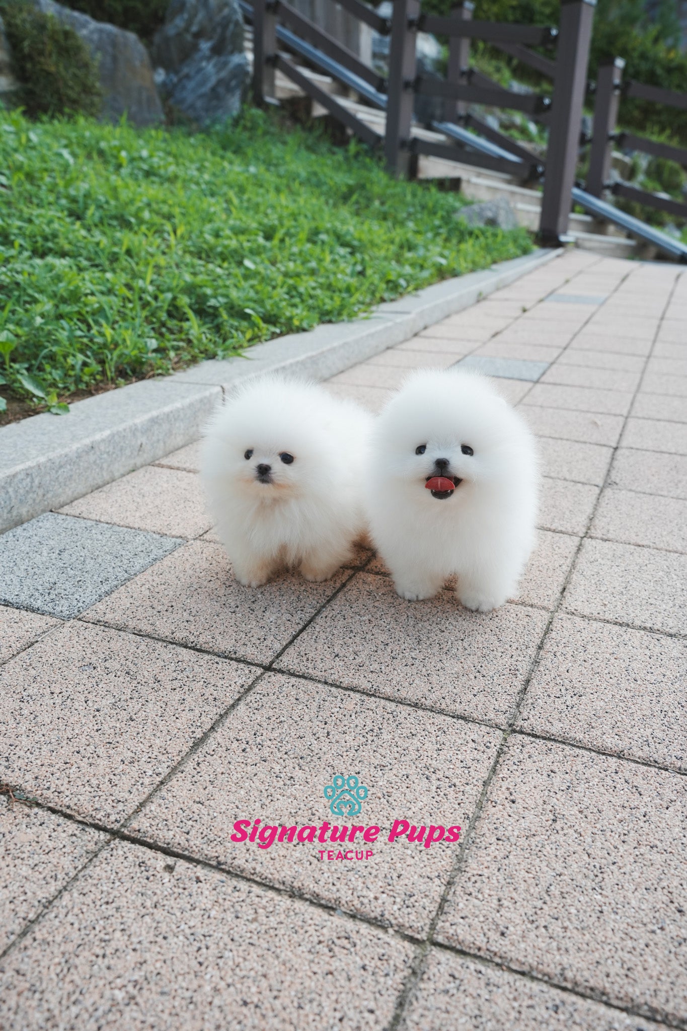 Pomeranian - Din & Buzz