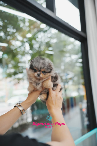 Blue Merle with blue eye Pomeranian - Mac