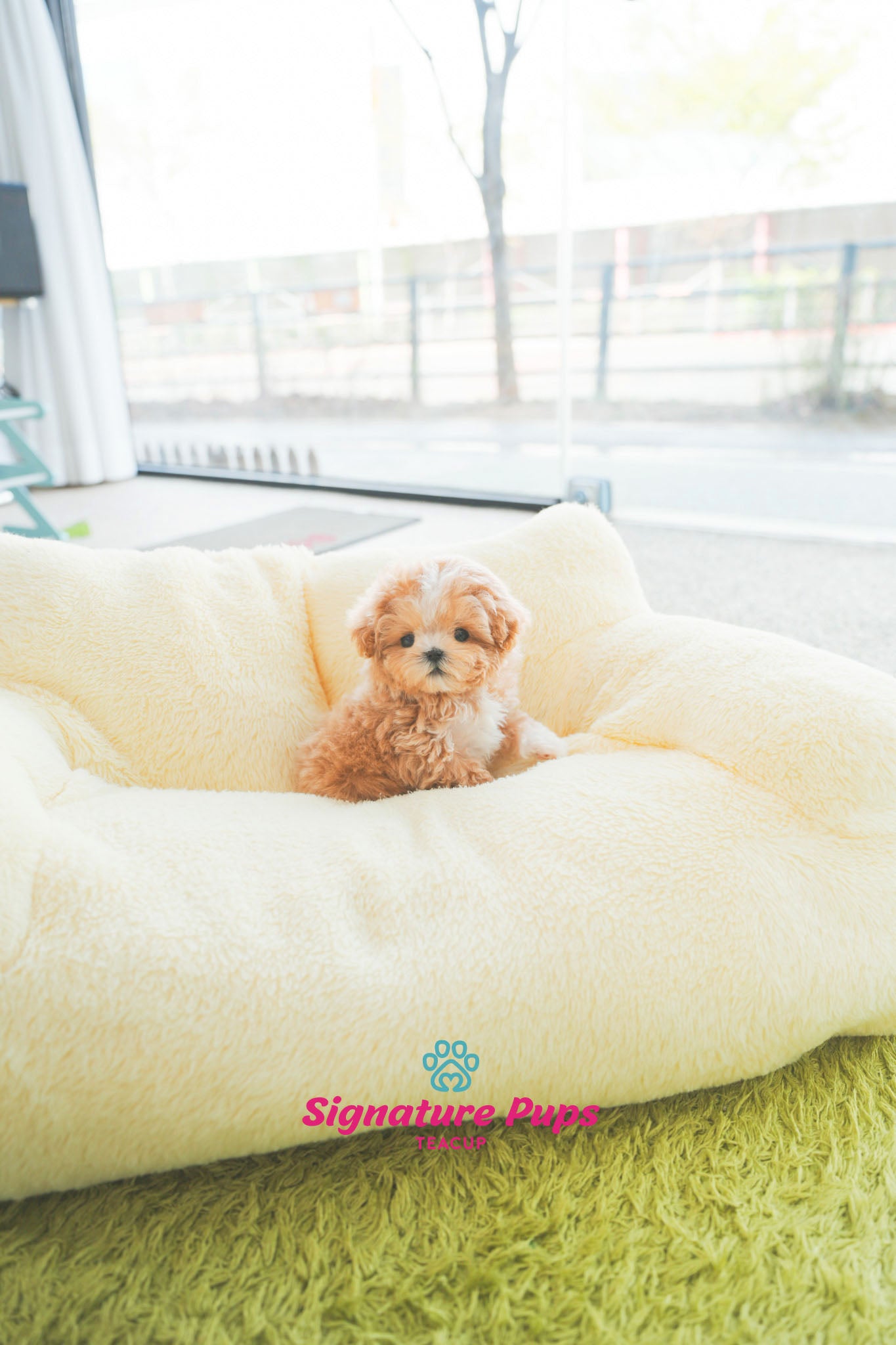 Parti Maltipoo - Benji
