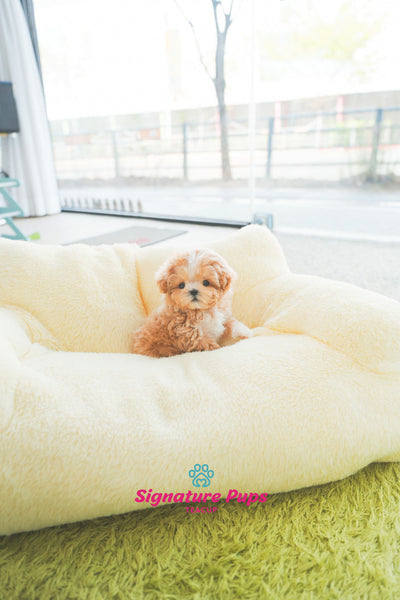 Parti Maltipoo - Benji