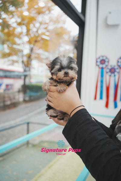 Yorkshire Terrier - Chloe