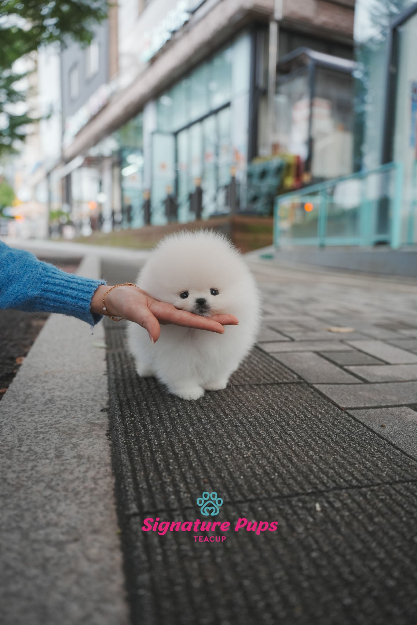 Champion Pedigree Pomeranian - Zeus