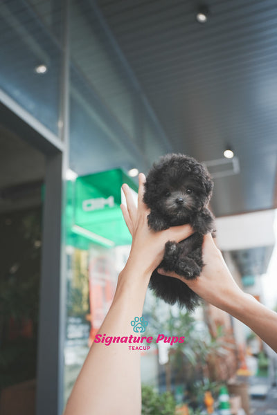 Micro Size Silver Poodle - Momo