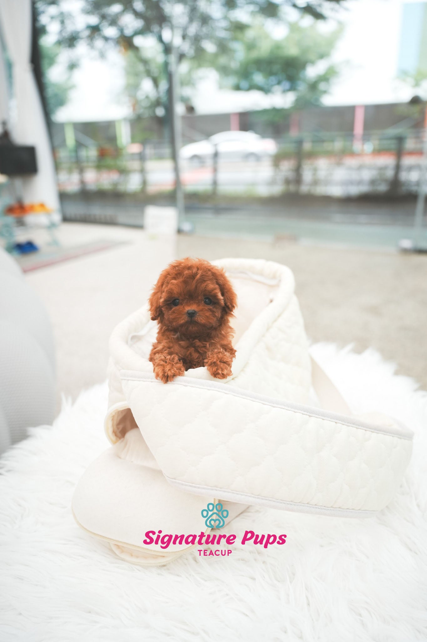 Red Poodle - Wendy