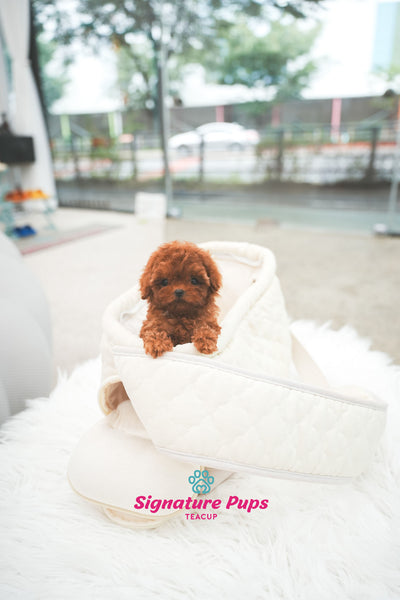 Red Poodle - Wendy
