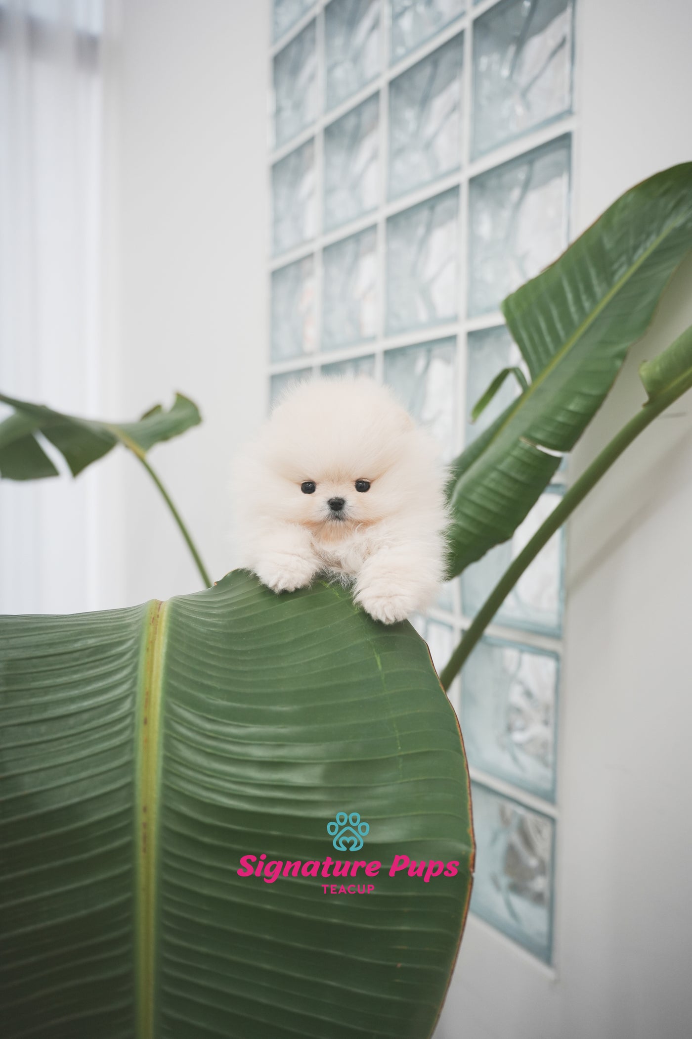 Cream Pomeranian -  Lilly