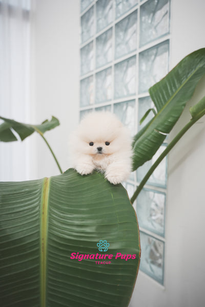 Cream Pomeranian -  Lilly