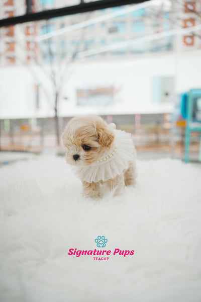 Maltipoo -  Bebe