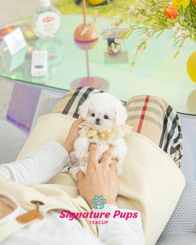 Female Bichon Frise - Lancy