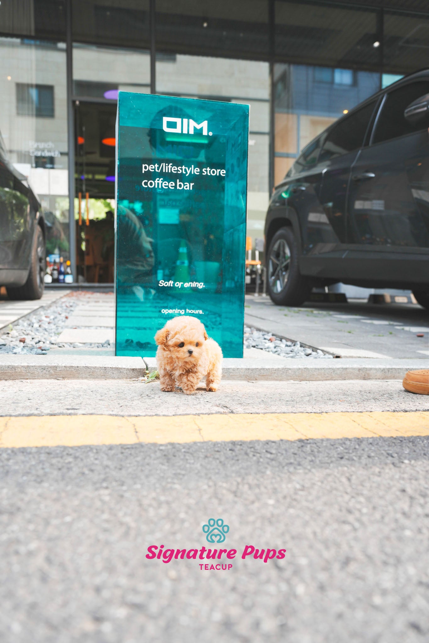 Cream Poodle - Kai