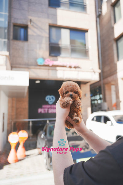 Poodle - Bella
