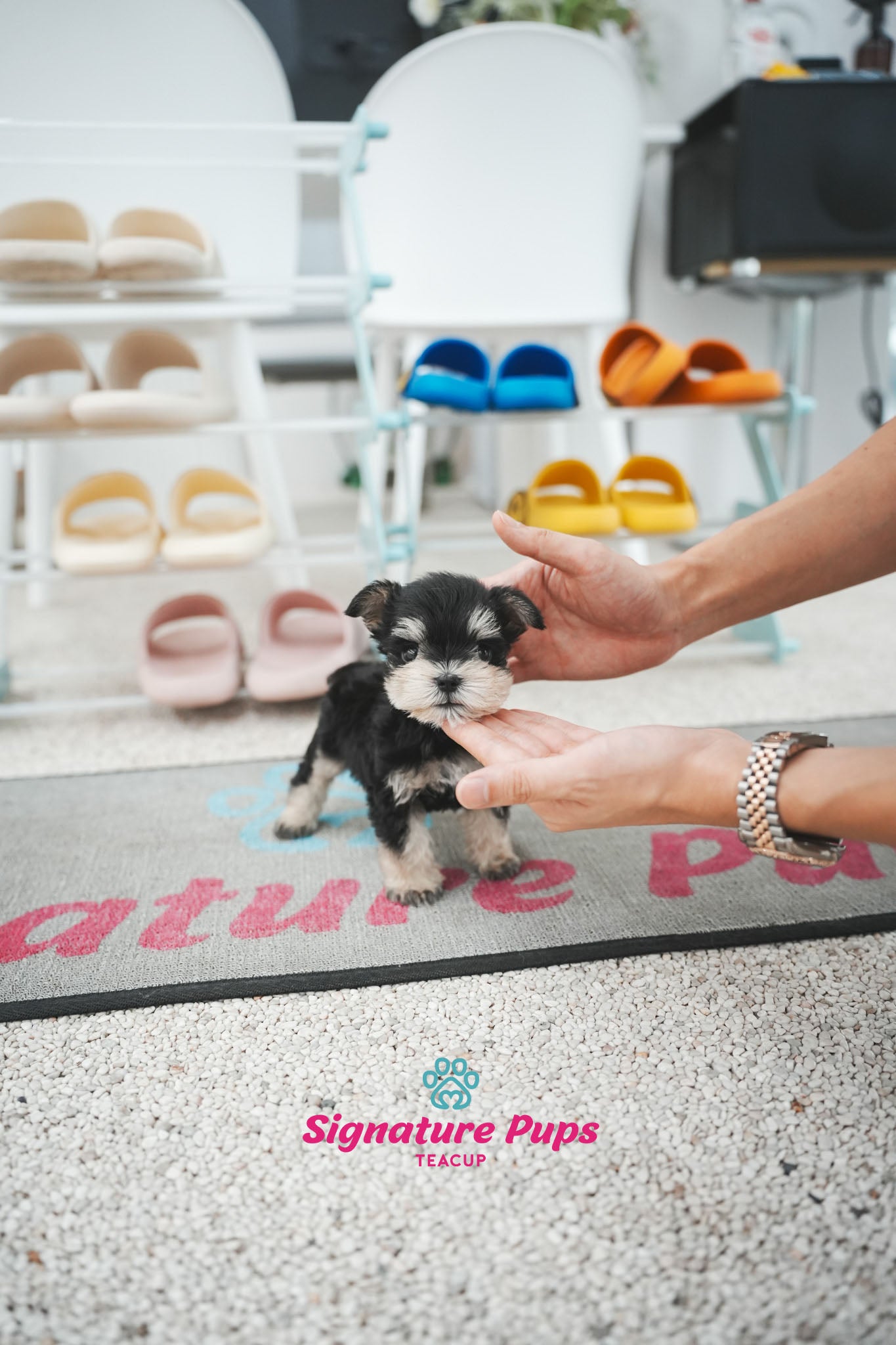 Miniature Schnauzer - Oscar