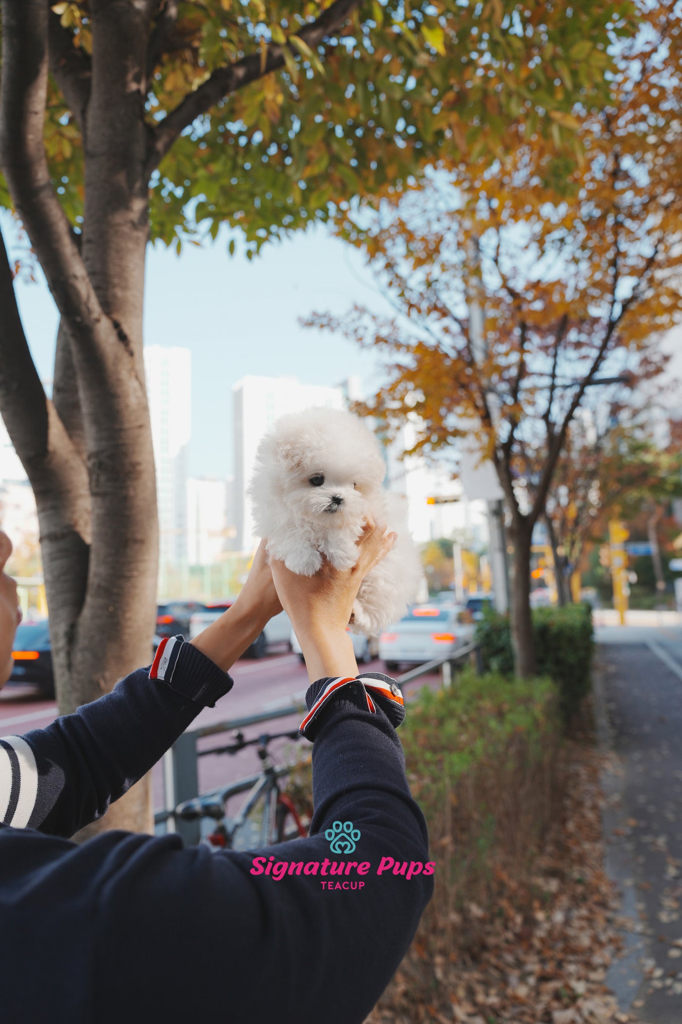 Blue eyes Bichon Frise - Moose