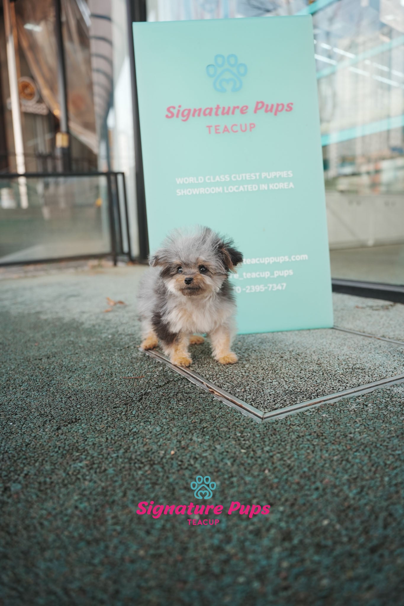 6 month old Blue Merle Maltipoo - Mari