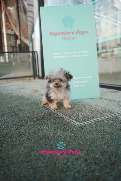 6 month old Blue Merle Maltipoo - Mari