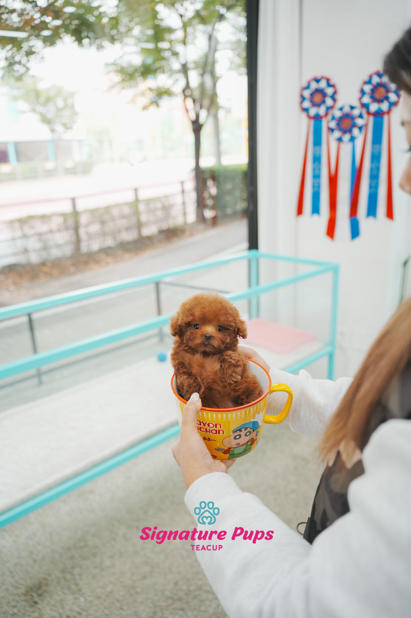 Poodle - Stella