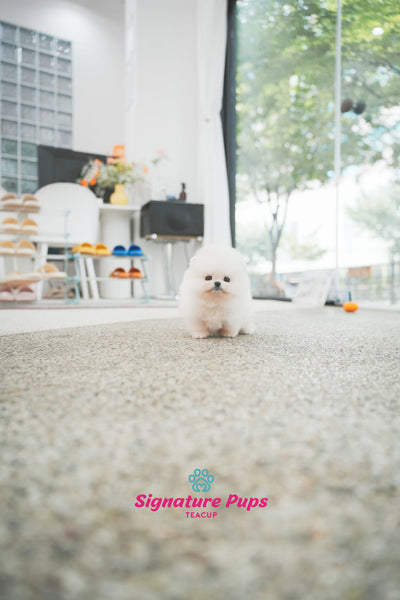 Pomeranian - Lulu