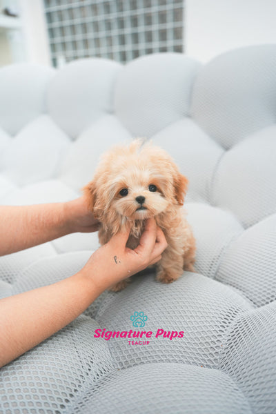 4.5 month old Maltipoo - Duke (Reserved to Chicago)
