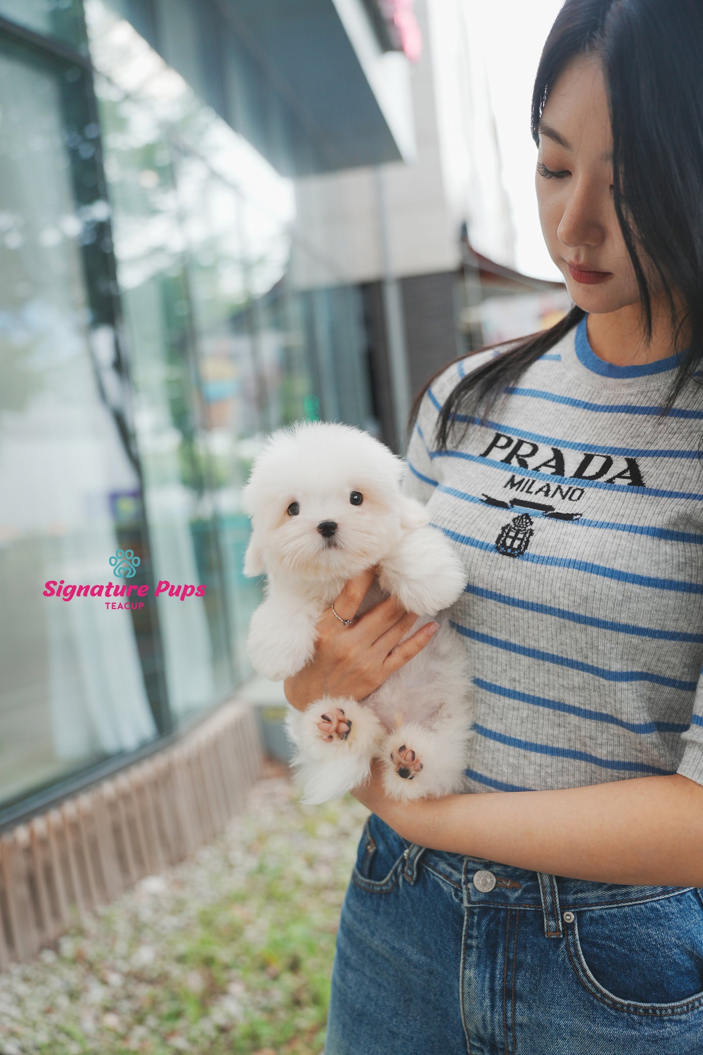 Coton de Tulear - Dony