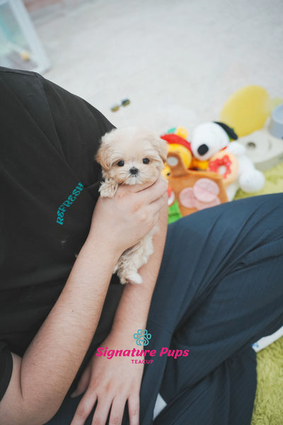 Maltipoo - Mina