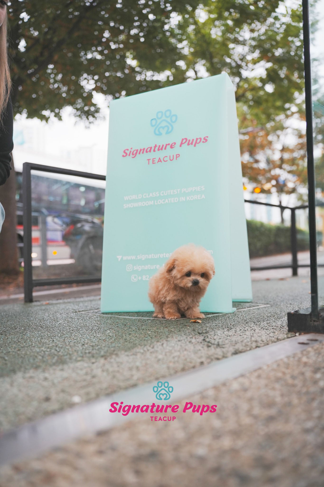 Maltipoo - Shelly