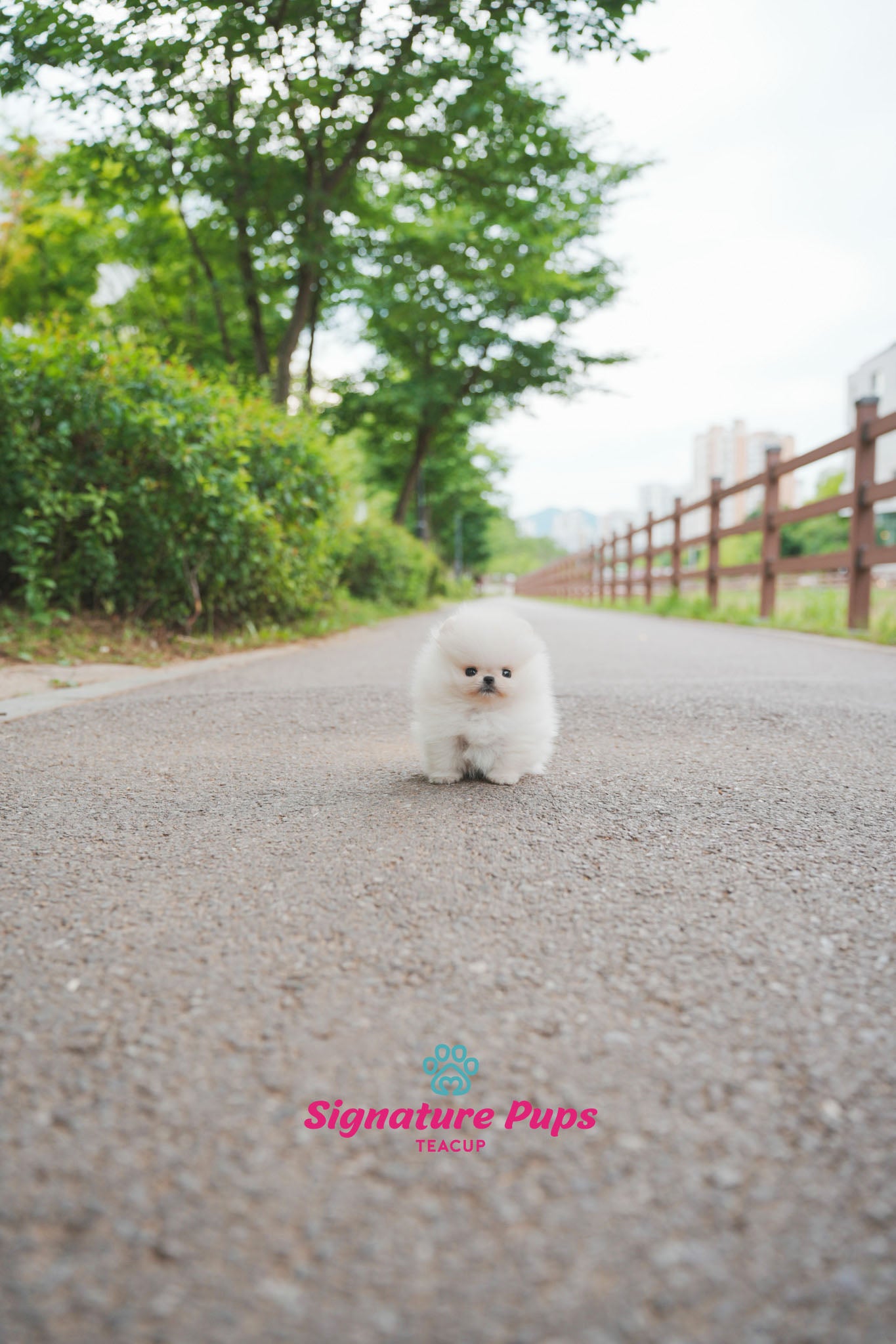 Micro Pomeranian - Marshmello