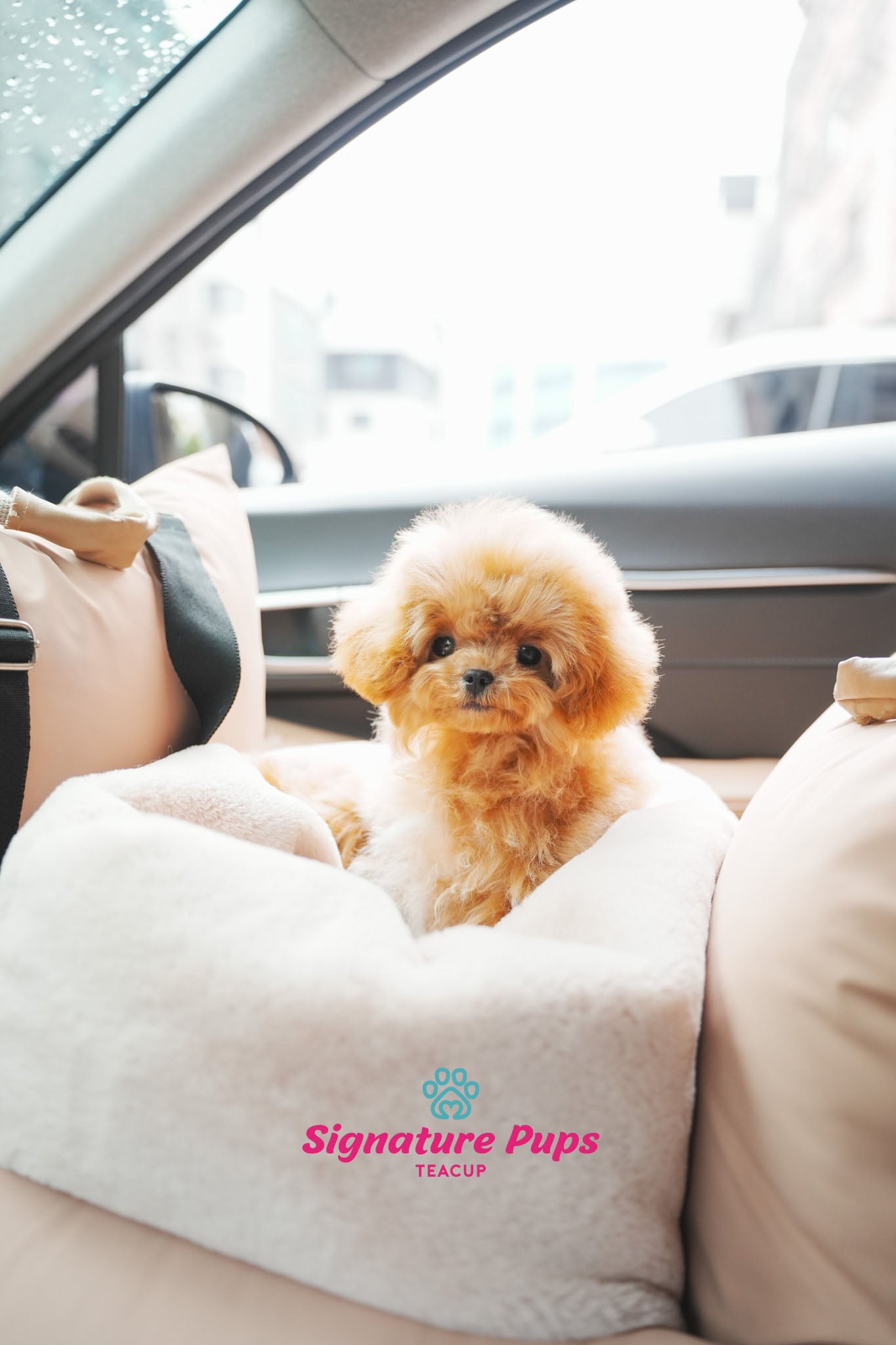 6 months old Poodle - Divo