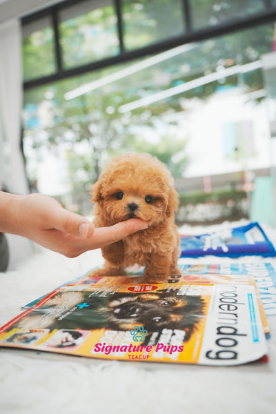 Poodle - Toby (Reserved to Chicago)