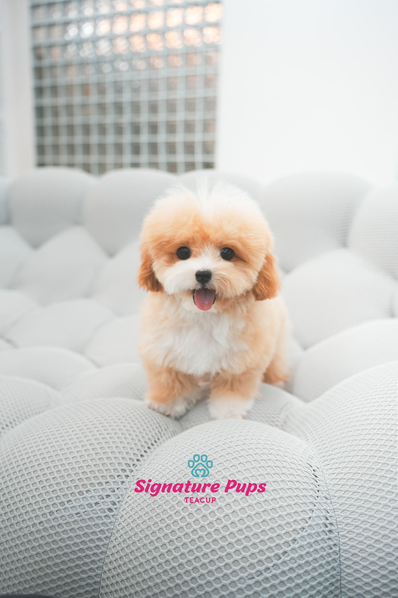 7 months old Parti Maltipoo - Jack (Reserved to Los Angeles)