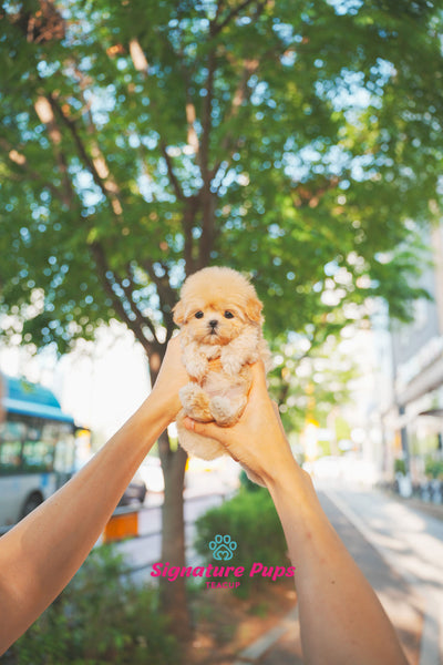 Maltipoo - Daisey (Reserved to Miami)