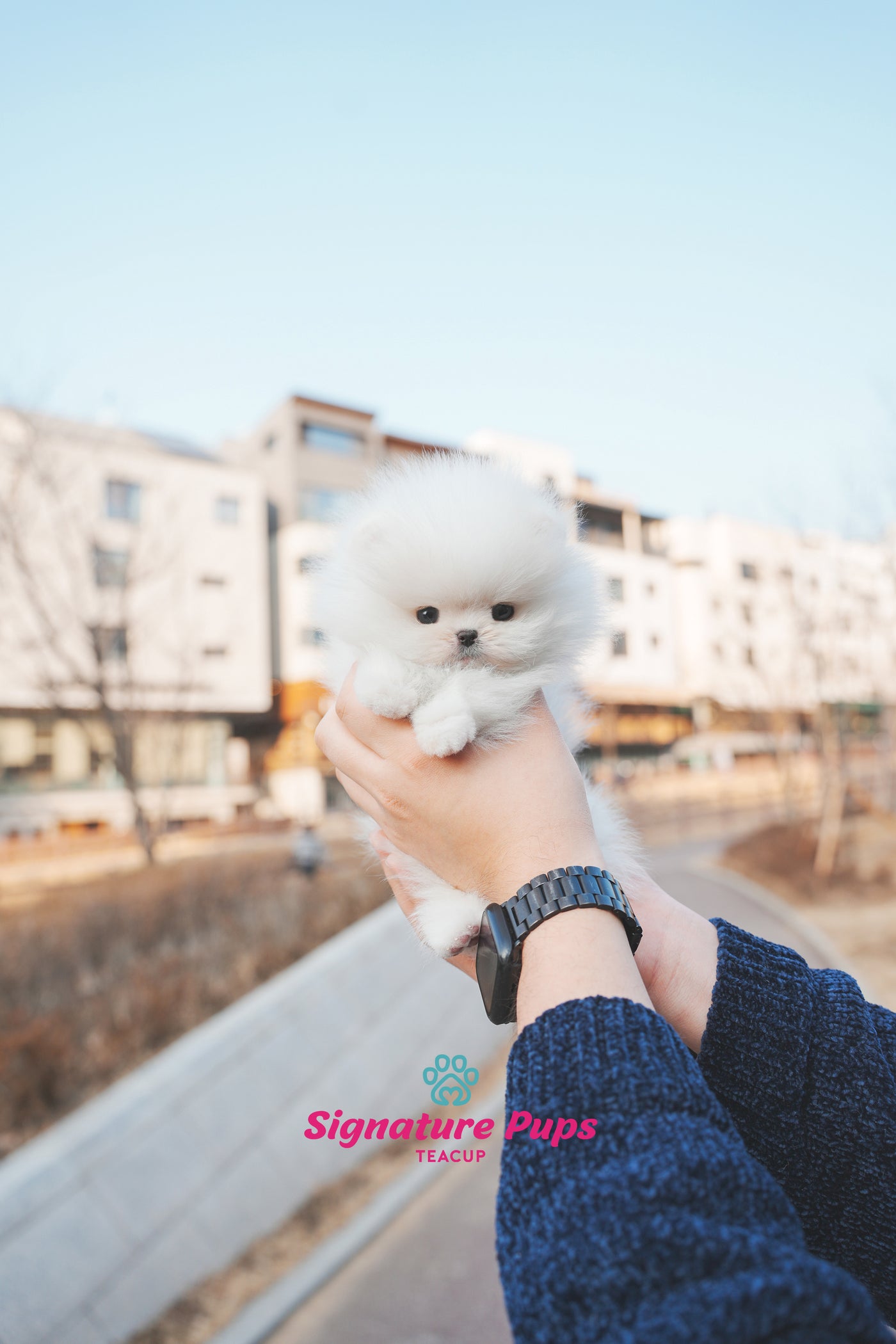 Pomeranian -  Gucci