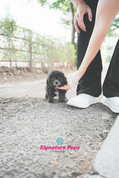 Silver Poodle - Rex