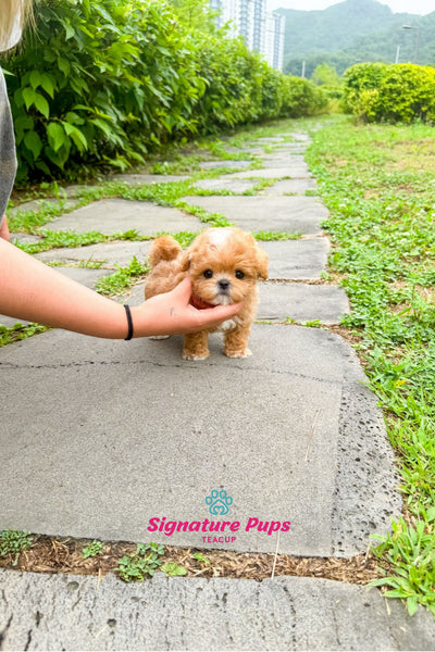 Maltipoo - Teo